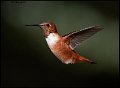 _9SB8712 rufous hummingbird